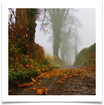 Jim Dale REDDISH LEAVES